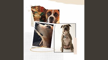 Playful Ambience for Lazy Puppy Afternoons