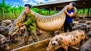 72 Hours Of Terror: Giant Python Threatens Sows And Newborn Piglets! No Escape!