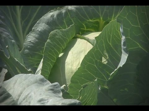 Во саду ли, в огороде 09.09.16