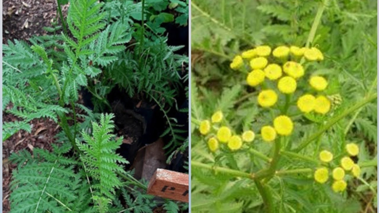 Palma imperial o palma de la india