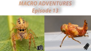 #Jumping #Spider  VS  #Leafhopper [ Did they escape?! Macro Adventures Episode 13]