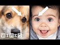 How Puppy Dog Eyes Evolved to Match Humans | WIRED