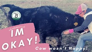 Bad Cow Day - Momma Cow Fluke Accident  #WieczorekFarms #FarmHer #CalvingSeason
