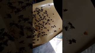 Menangkap lalat. Super ampuh
