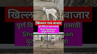 खिल्लार गाय बाजार #milk #viral #शेतकरी #shortsvideo #cow #dairy #शेतकरी #खिल्लार #khillar #shorts