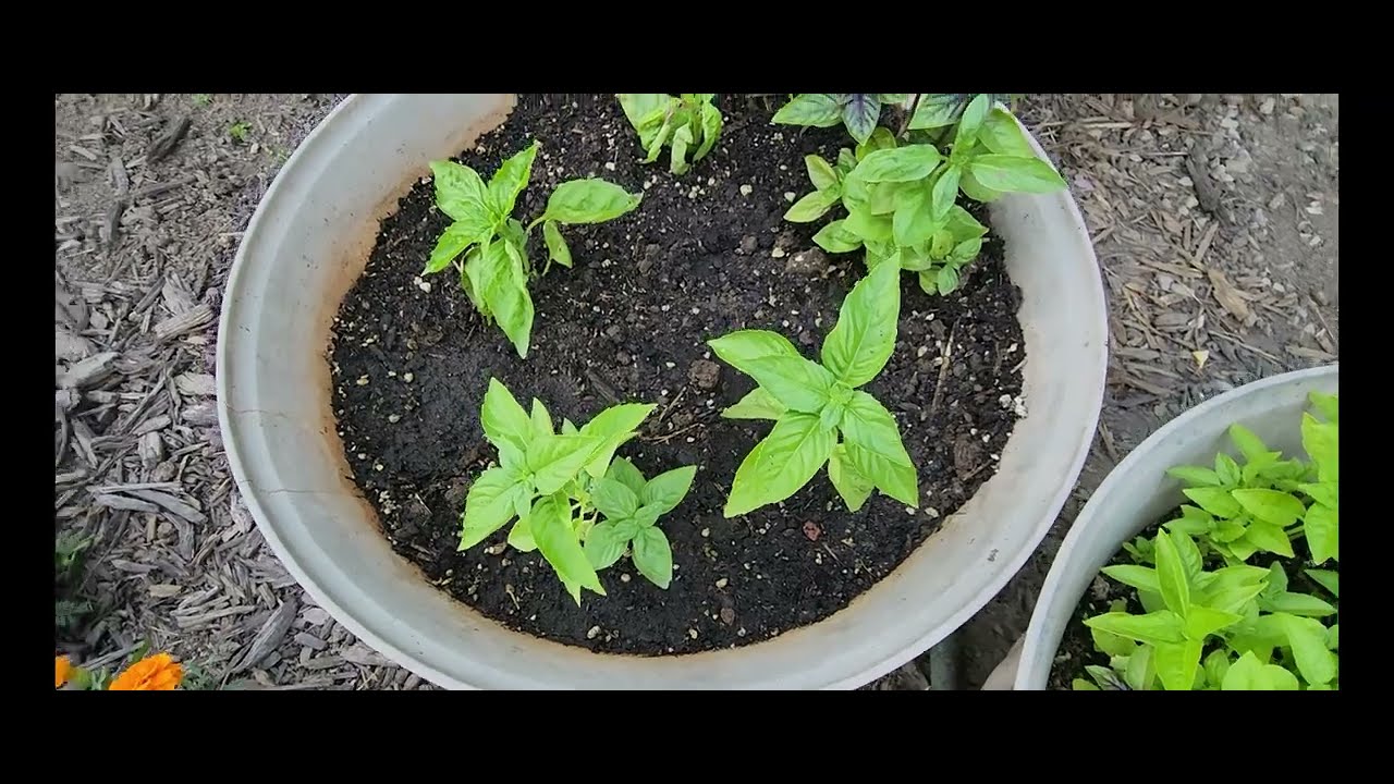 Garden update July 6 2025