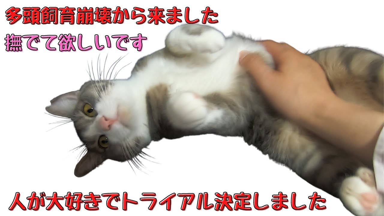 多頭飼育崩壊から来たグレーハチワレ猫へそ天で撫でてアピールにキュン 保護猫カフェキャットスペース 中崎町 Gray Chimera Cats Like People Youtube