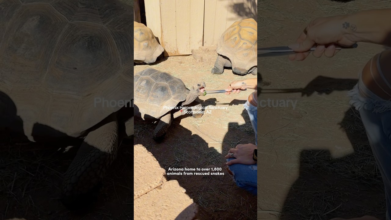 Touring the largest reptile sanctuary in the US! 🫶🏼🐍