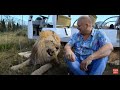 Львы встречают гостей Марсель шипит как змея!The lions welcome the guests!Marcel hisses like a snake