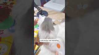 The joy of pets is simple   #cat #petshub #petproducts  #pets #youtube #fyp #funny #foryou