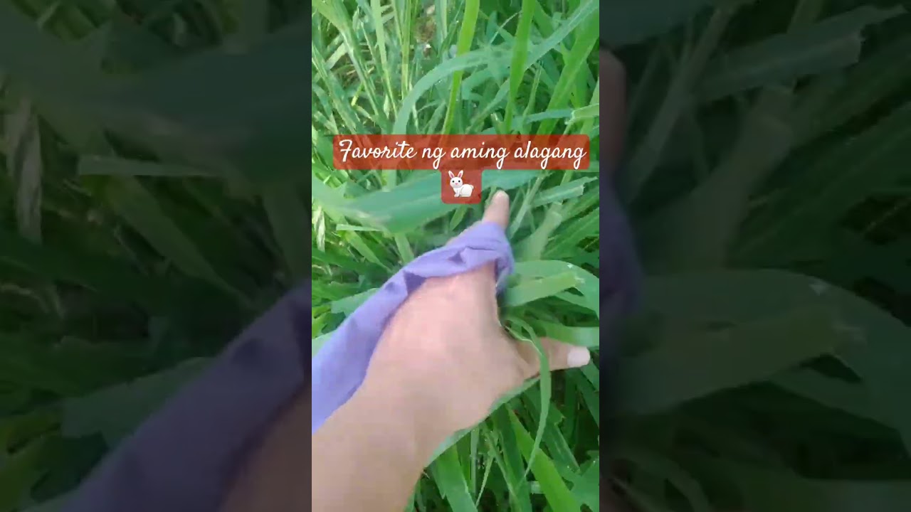 Anu paboritong pagkain ng mga rabbit?.. 