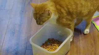 Hanging Out With My Cat Scout by TheCatLife 7 views 4 years ago 5 minutes, 56 seconds