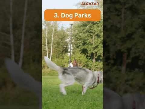 5 ULTIMATE DOG: FRIENDLY OUTDOOR ADVENTURES
