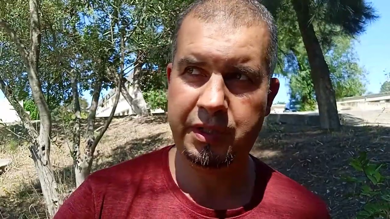 Le greffage du caroubier