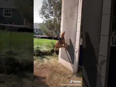 TRAINED-DOG😮😮 What a jump #shorts