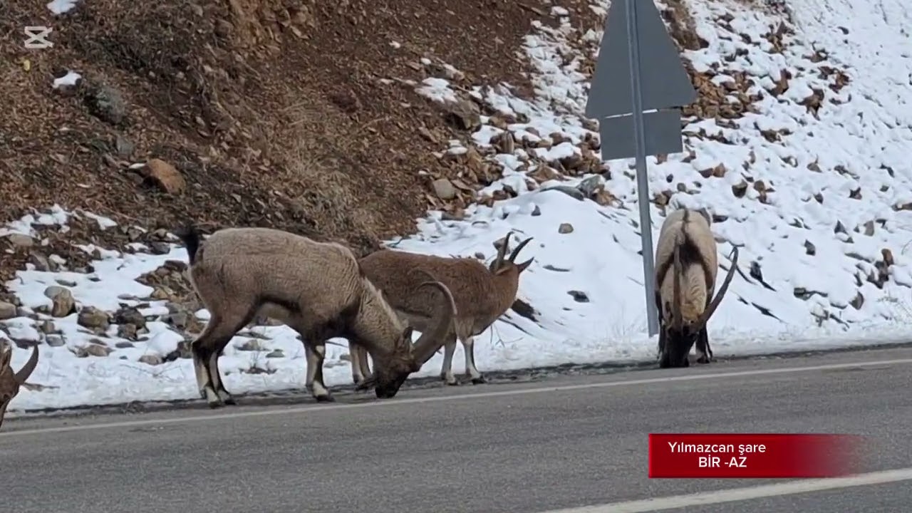 Yılmazcan şare- BİR - AZ