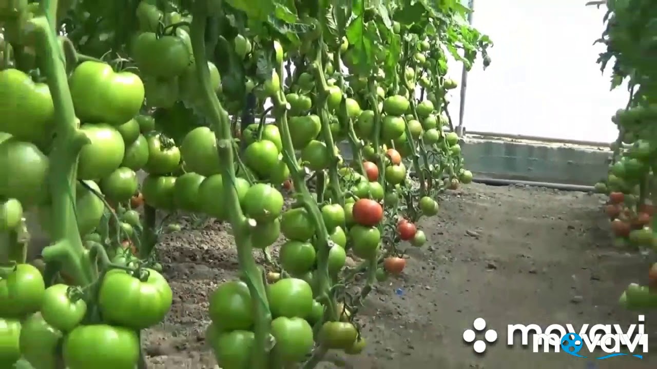 ΑΤΤΑΠΟΥΛΓΙΤΗΣ+ΝΤΟΜΑΤΑ ΕΛΠΙΔΑ. ΜΕΓΑΛΗ ΠΑΡΑΓΩΓΗ ΜΕ ΛΙΓΟΤΕΡΟ ΝΕΡΟ,  ΛΙΠΑΝΣΗ...ΚΑΙ ΜΕ ΕΛΛΗΝΙΚΟ ΤΡΟΠΟ!!!