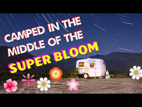 rv life youtube Camped in the Super Bloom! Anza-Borrego Desert State Park