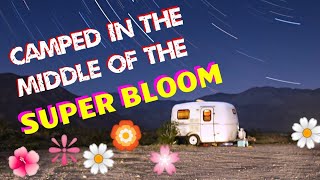 Camped in the Super Bloom! Anza-Borrego Desert State Park