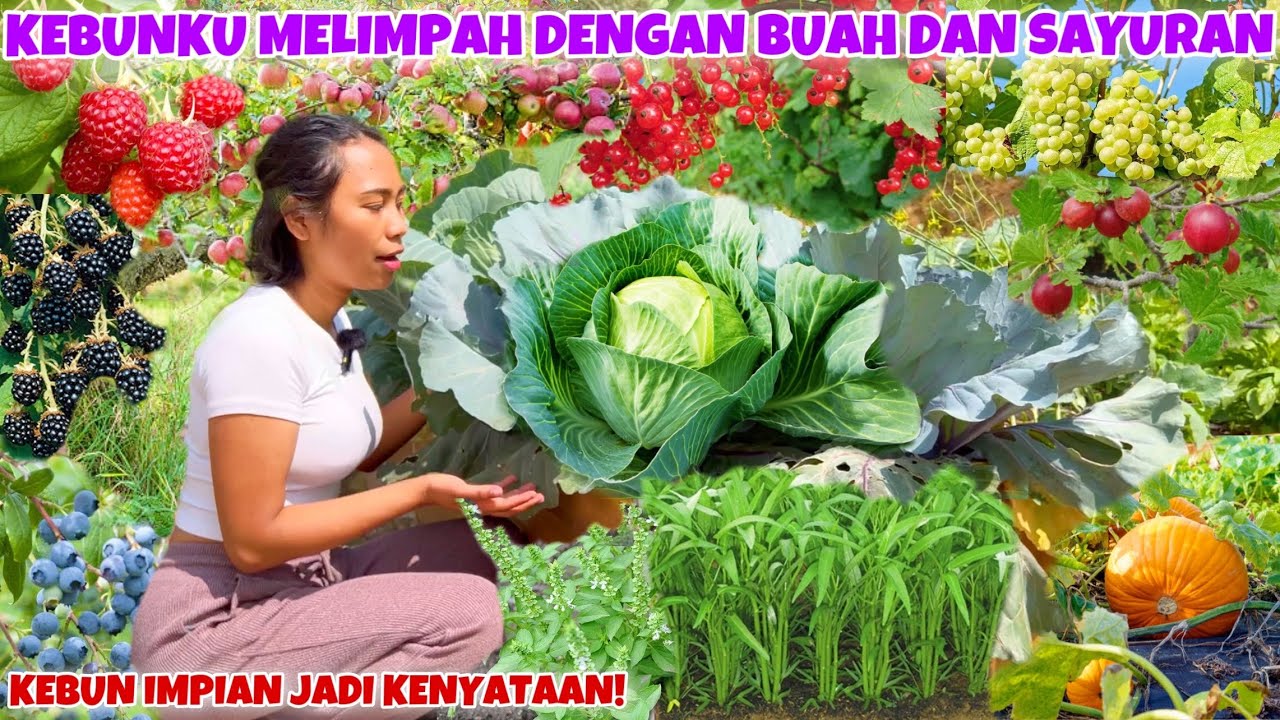 KEBUN TOUR LIHAT PERKEMBANGAN KEBUNKU MAKIN SUBUR