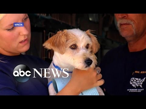 Wideo: Skrzypiący dzieciak wdycha swoją psią skrzypiącą zabawkę