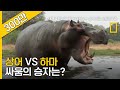 하마와 상어 싸움의 승자는?