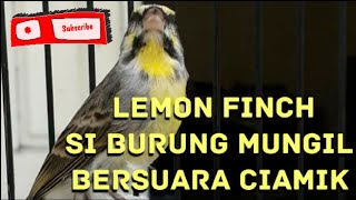 Lemon finch gacor full 1/2 jam burung yang lagi viral untuk masteran !!!