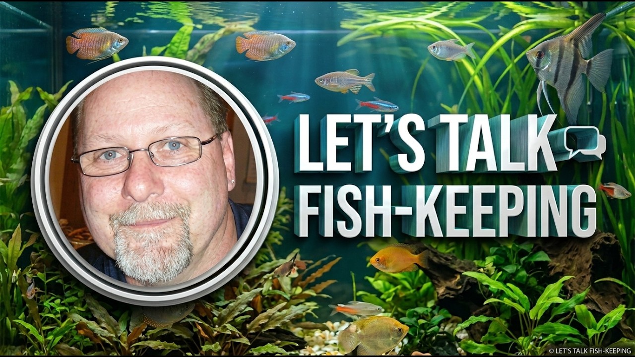 @MyFishTanksAQuatics  - Let's Talk Fish-Keeping