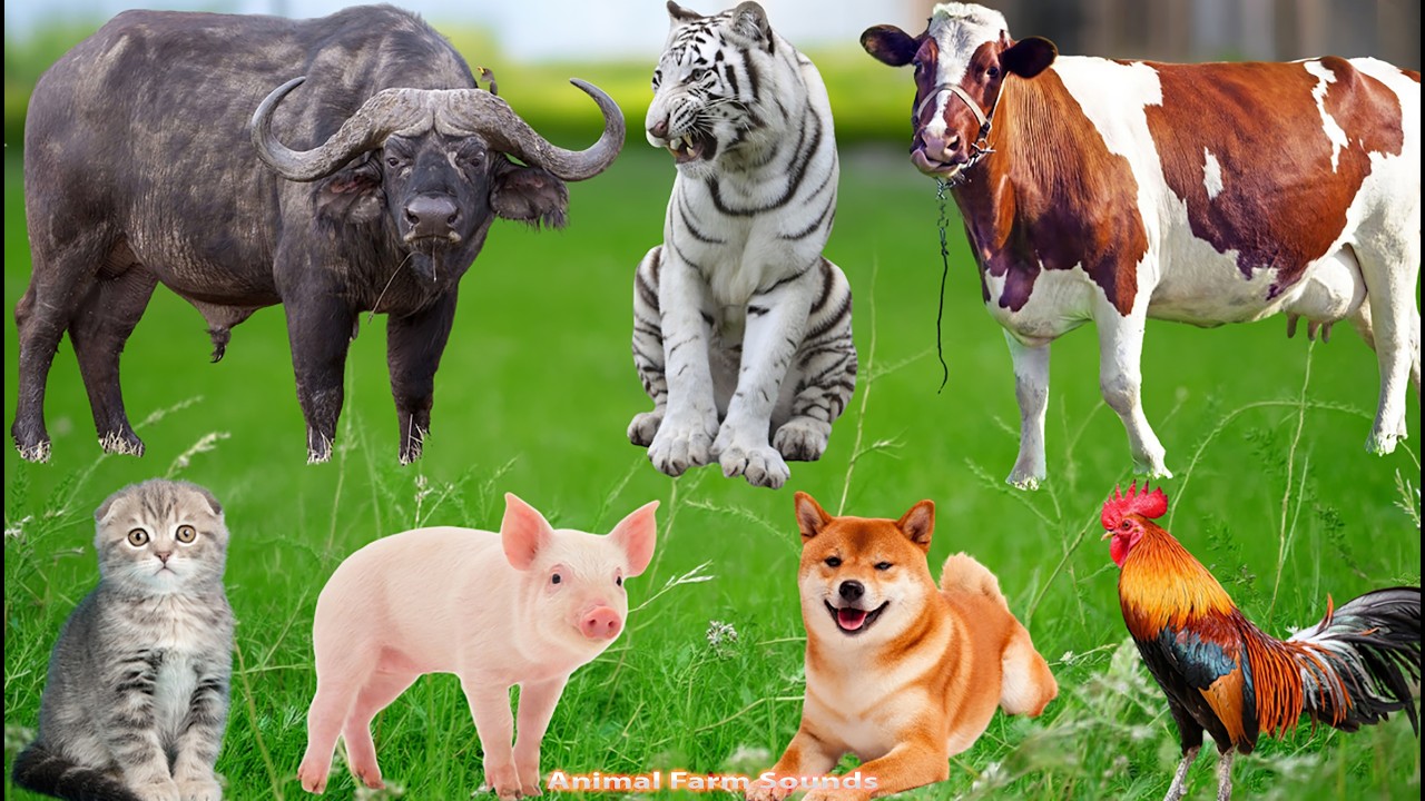 Farm Animal Moments: Cat, Chicken, Horse, Fish, Buffalo, Elephant, Sheep, Cow, Dog – Animal Sounds
