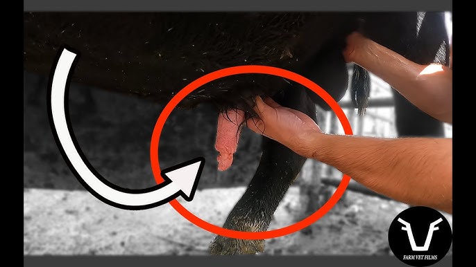 Менструация кезінде пәк қыз үшін жыныстық қатынас