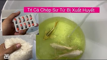 Chăm Sóc Cá Chép Sư Tử 2024 - Cách Trị Cá Chép Sư Tử Bị Đỏ Mình