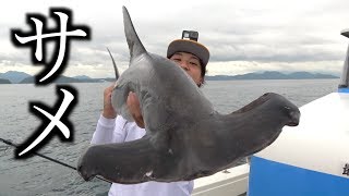 青物パラダイスの中サメが現れた！！
