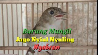 Burung Flamboyan Nyiul Nyuling dan Ngebren 