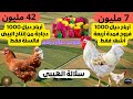 مشروع خفي بأرباح خيالية تعلم تربية دجاج الهيبي وإنتاج البيض بالجودة عالية 