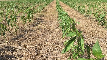 Kĩ Thuật Trồng Ớt. Giai Đoạn 20 Ngày Tuổi