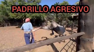 INCREÍBLE DESAFÍO DE TRANSFORMAR UN PADRILLO AGRESIVO EN CONFIABLE EN UNA CAPACITACIÓN #horseman #