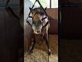Why Horses Go To The Dentist #goodtoknow #vet #medicine #educational #lifehacks #funfacts #dentist
