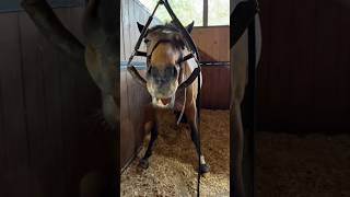 Why Horses Go To The Dentist #goodtoknow #vet #medicine #educational #lifehacks #funfacts #dentist