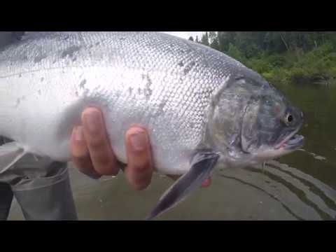 Lachsfischen in Alaska - YouTube