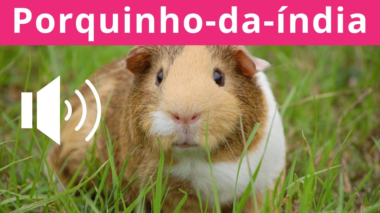 Som do porquinho-da-índia
