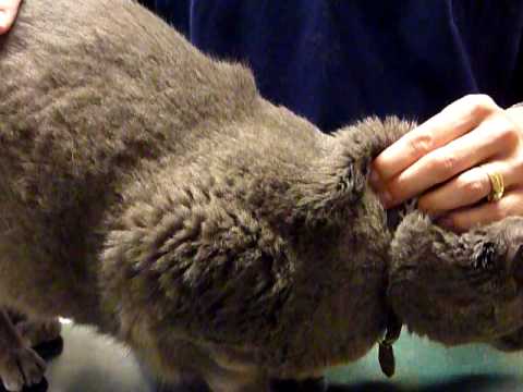 Βίντεο: Πώς να κάνετε ενέσεις σε μια γάτα