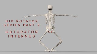 Hip Rotator Series 2: Obturator Internus (3D Animation)