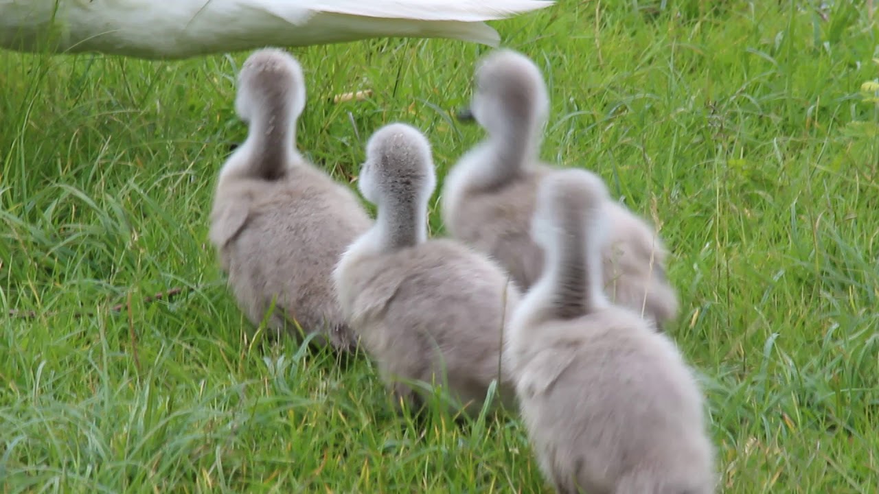 Video pulcini di Cigno Reale