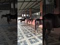 horse 🐎 tending vairal