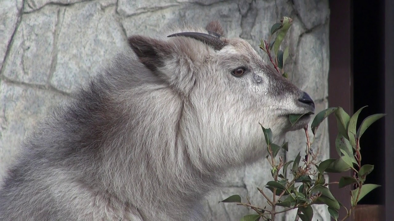 二ホンカモシカ ほぼ参拝客のいない神社へ To A Shrine With Almost No Worshipers 到几乎没有崇拜者的神社