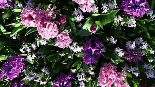 Keukenhof 2023 - Olanda  🌷