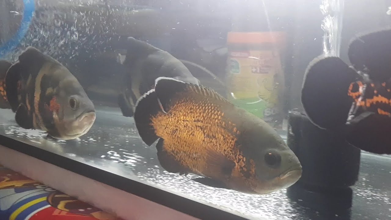 Super Beautiful Oscar || Predator Fish || - YouTube