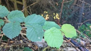 Hazel Tree Identification