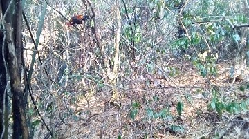 dib qaib qus tuaj ceev heev tsis tau tua 2021