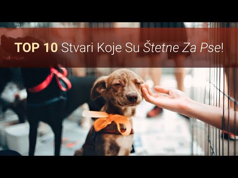 🐕 Što Je Štetno Za Pse? Top 10 Stvari Koje Su Štetne Za Pse, A Ljudi Ih Neprestano Rade!